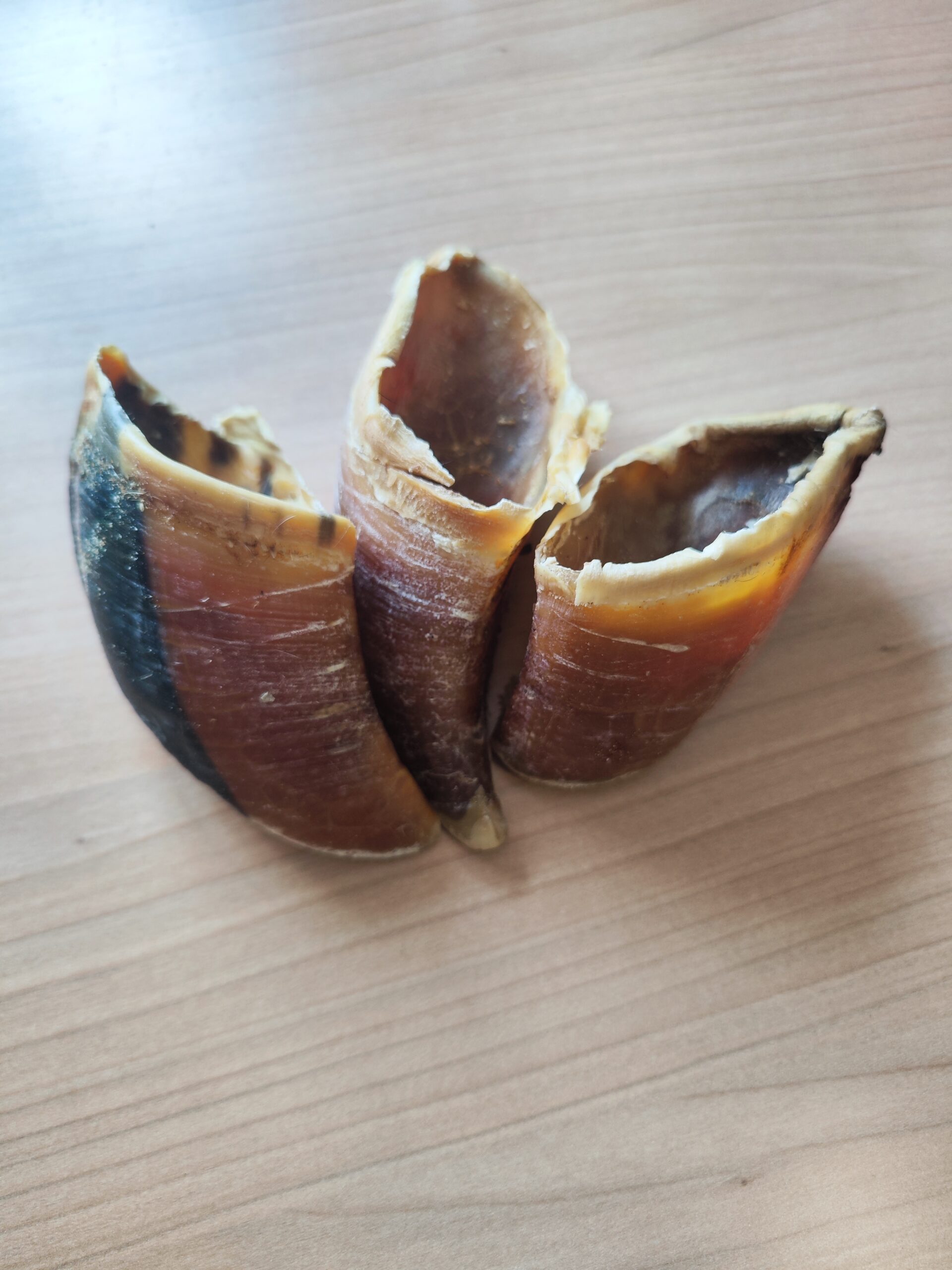 sabot de boeuf sabot de boeuf