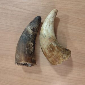 corne de boeuf pleine l