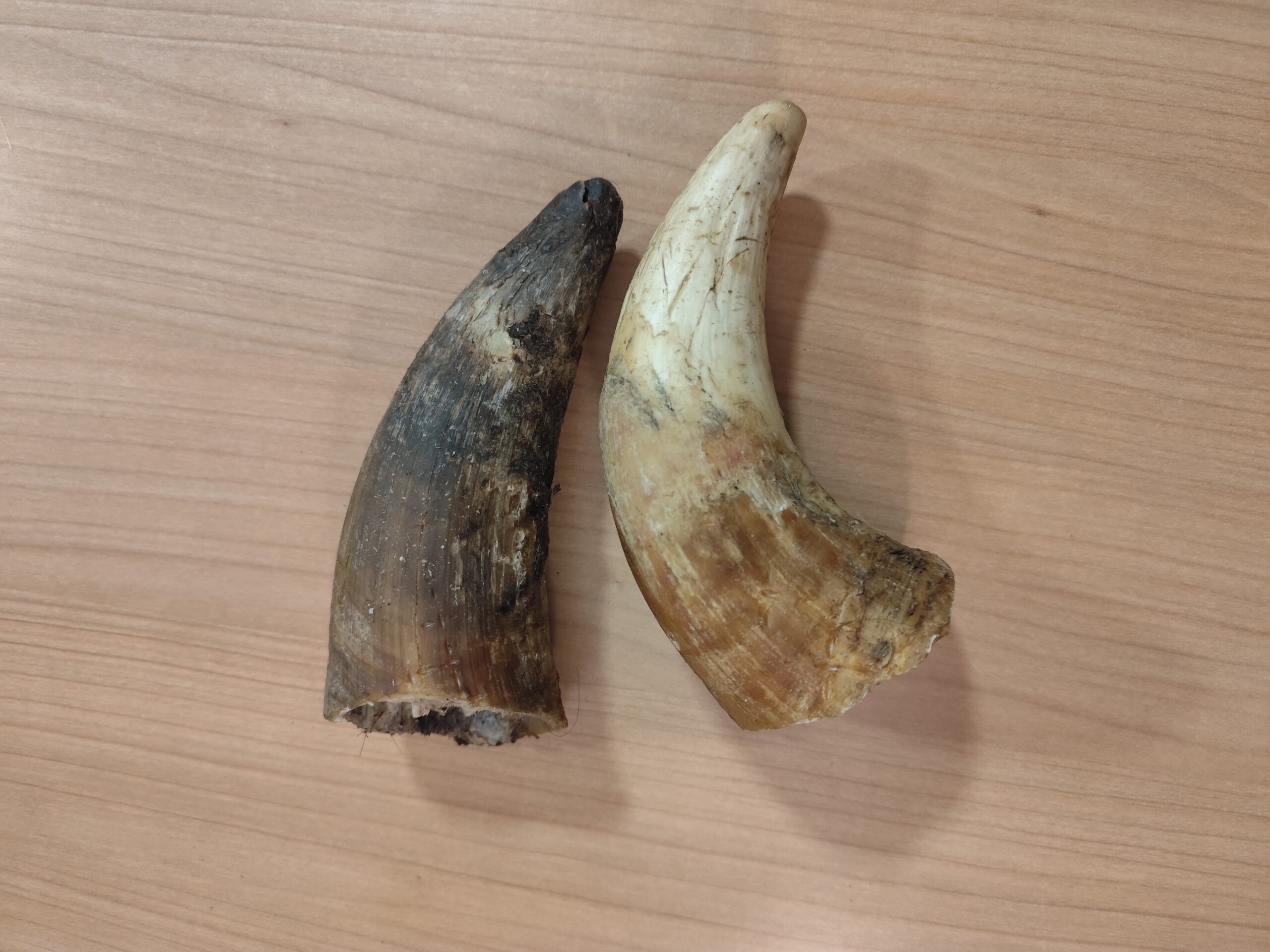 corne de boeuf pleine l corne de boeuf pleine l