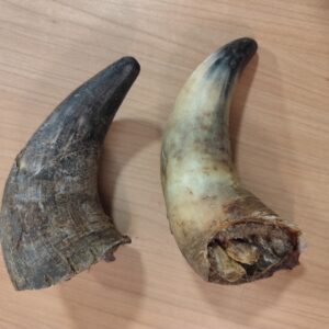corne de boeuf pleine xl