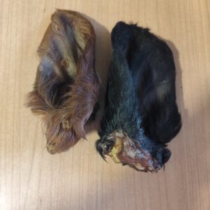 oreille de boeuf poil